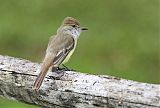 Galapagos Flycatcher